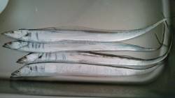 今年初タッチー